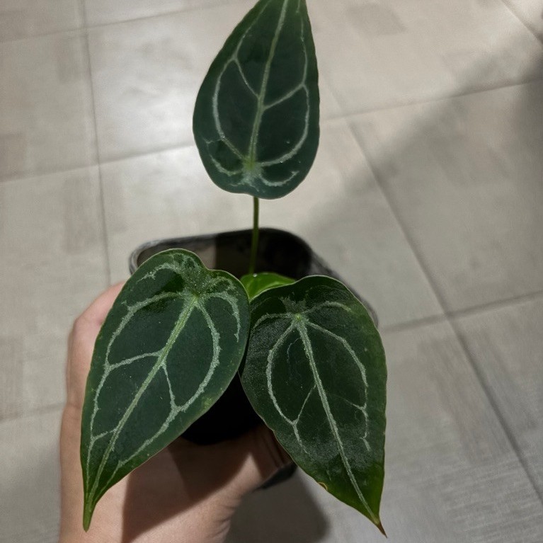 Anthurium Forgetii Ori