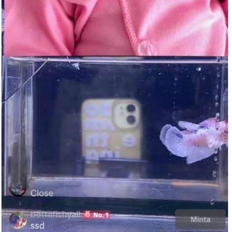 co live 1pair hmde multy