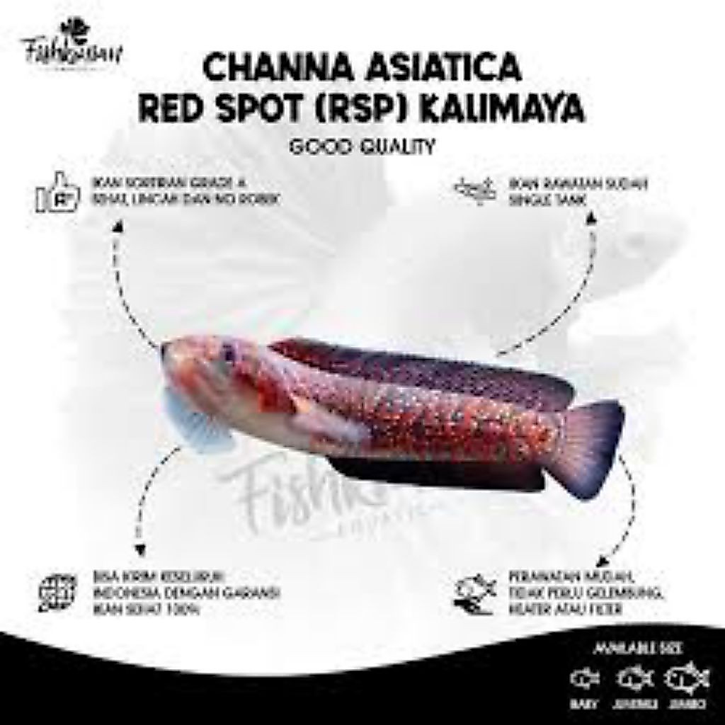 Asiatica red spot kalimaya