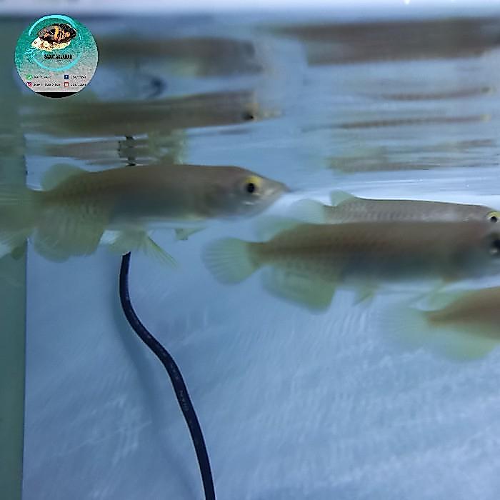 Ikan Arwana Green Pino Arwana Pino Terbaru 
