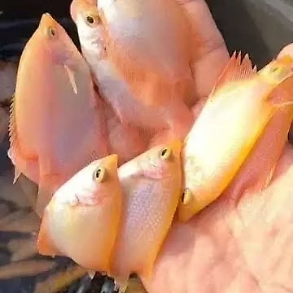 bibit ikan Pembudi saya patin albino,lele sapi i, gurami gurpad isi 10