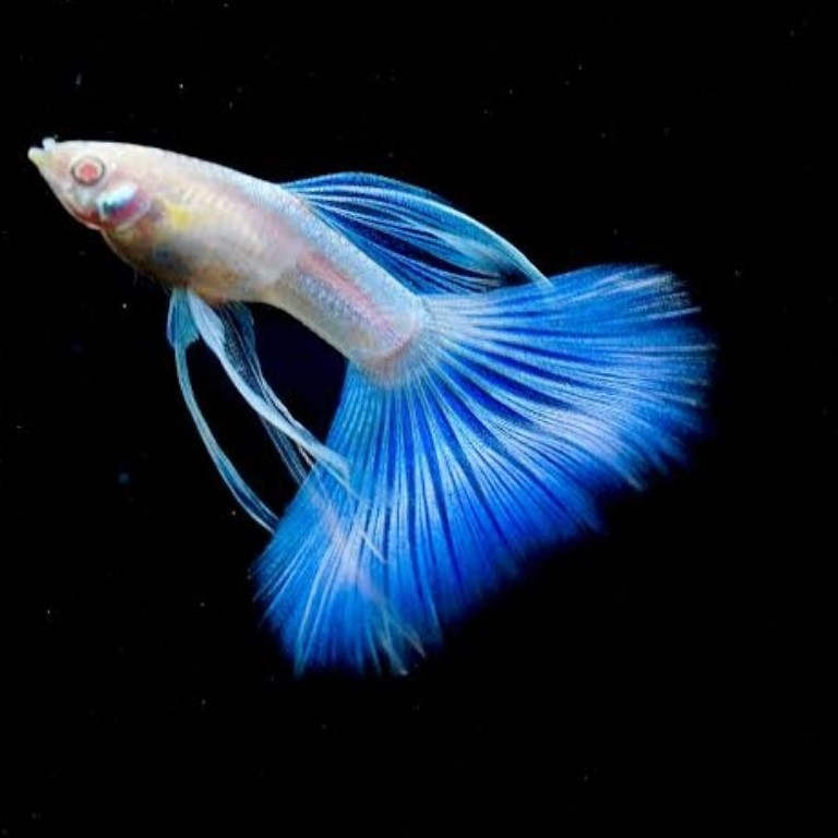 Tanaman Air Guppy Sky Blue Ribon Siap Ternak Kuat