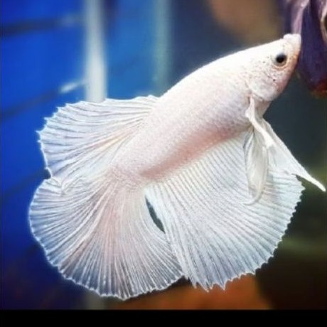 Ikan Cupang Halfmoon HM White Platinum WP Betina Asesoris Hiasan Akuarium