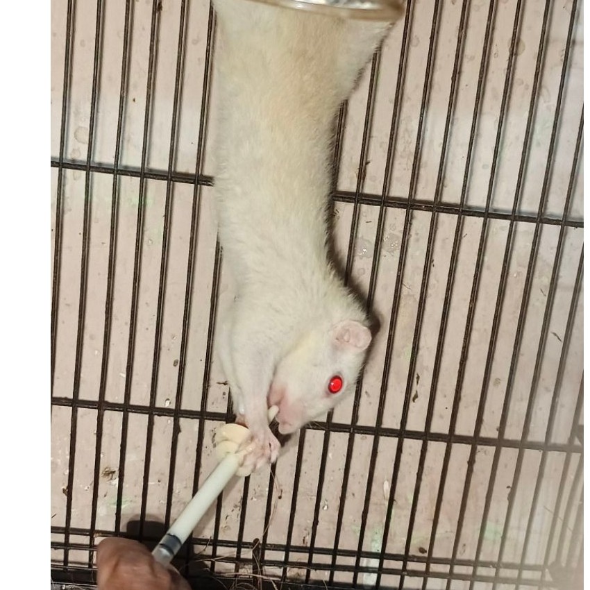 bajing kelapa albino mata merah