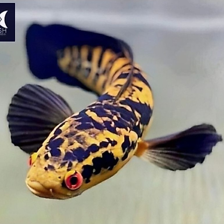 (Maru YS ) Yellow Sentarum