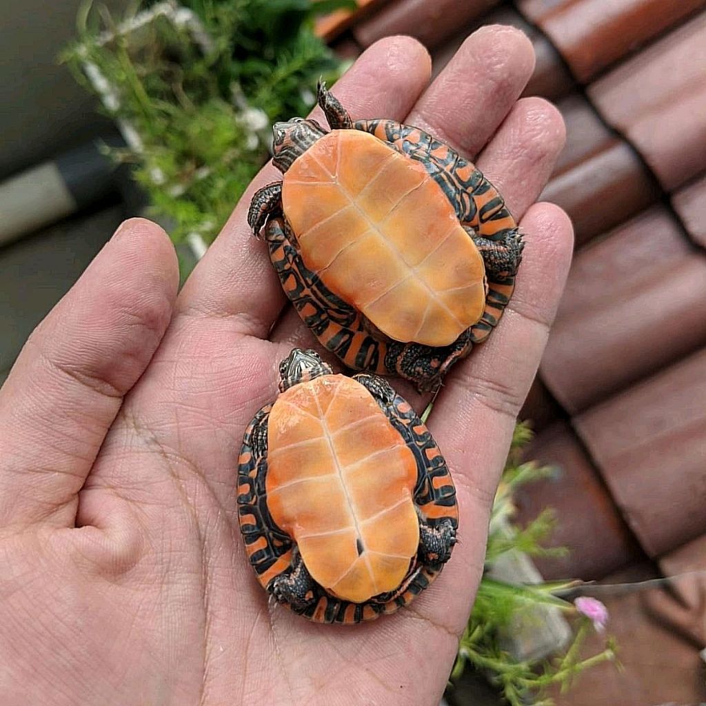 Makanan Pakan Pelet Ikan Kura Kura Picta Picta Painted Turtle Ukuran 3cm Mainan Anak Hiasan Aquarium