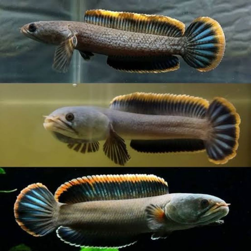 Channa Limbata Ikan Hias Air Tawar Ukuran 10-20 cm