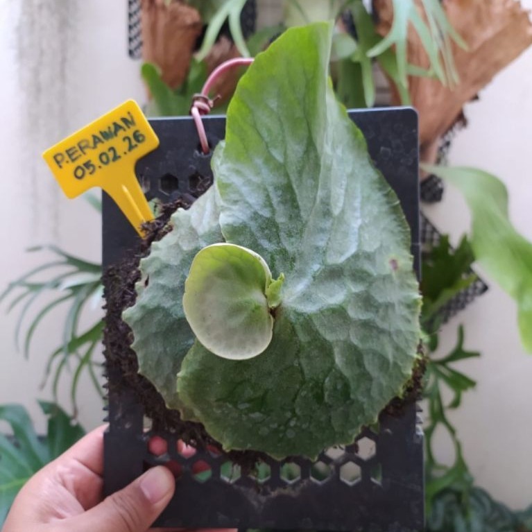 Platycerium Erawan - Split 05.02.2026