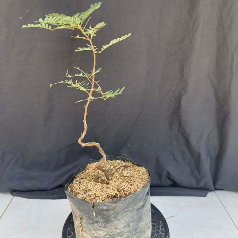 Bahan bonsai asem jawa plintiran