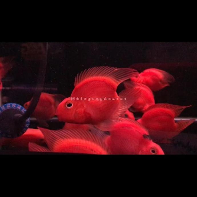 Gacorpol- Blood Red Parrot No Tail 8-9Cm
