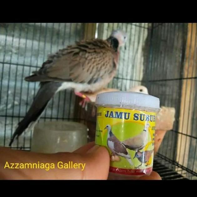Gacorpol- Jamu Subur Uritan Tekukur Burung Puter Pelung