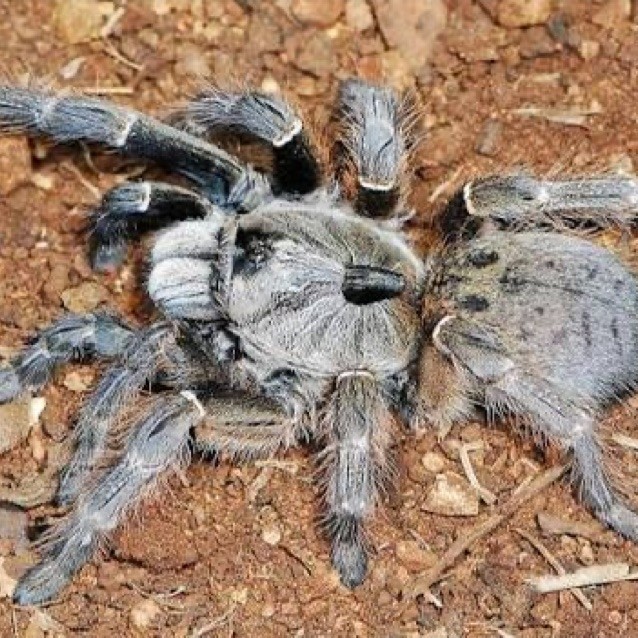 Ceratogyrus darlingi/ Tarantula bertanduk sling(koleksi kartu)