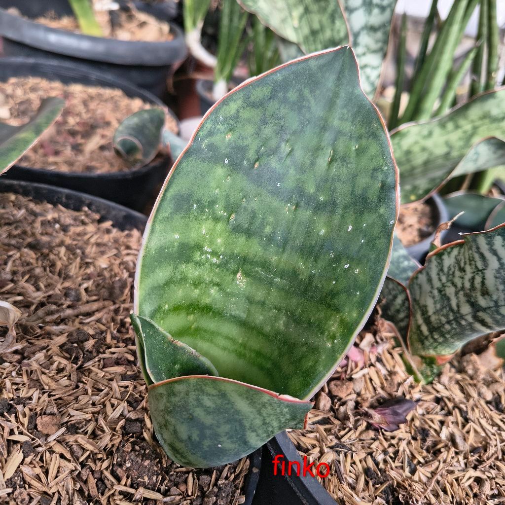 rare sans ES. 22582. sansevieria sp. sumbawanga, Tanzania.