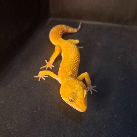 Leopard Gecko Female - Sunglow - Usia Dewasa Adult Betina Proven Sehat Mulus HG108