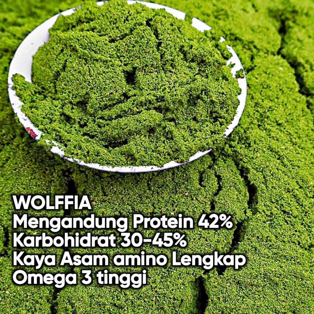 BIBIT WOLFFIA 1 KG (PROMO STOK TERBATAS)