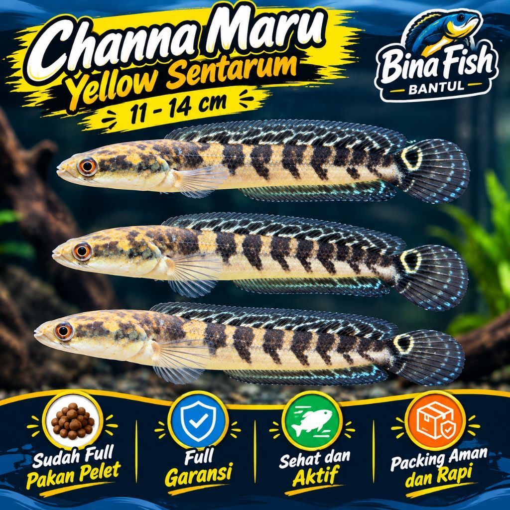 Stiker Channa Maru Yellow Sentarum YS 11-14 cm Full Pelet
