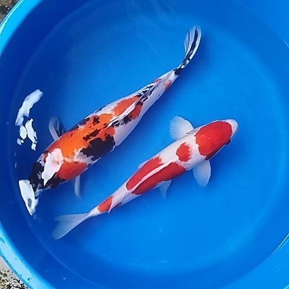 Ikan koi jumbo Paket 2 ekor maruten kohaku 40cm showa 45cm