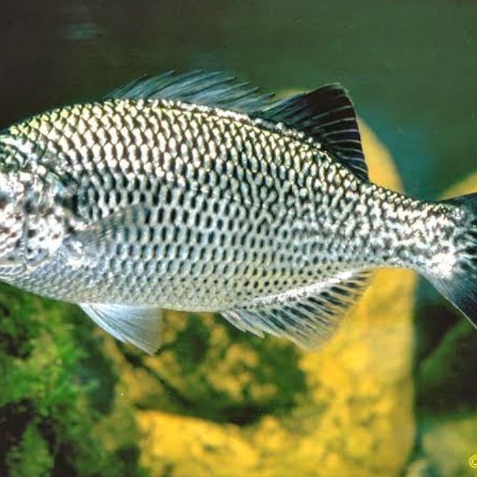 Jungle Perch 6-10cm Ikan Air Tawar Segar