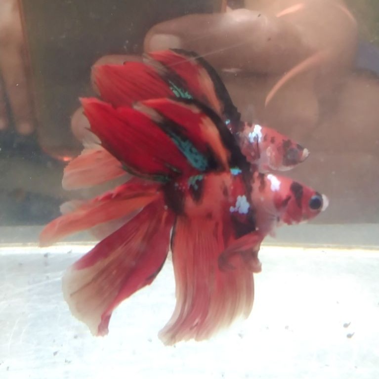 ikan cupang hias aquarium HMDT Nemo untuk indukan size L
