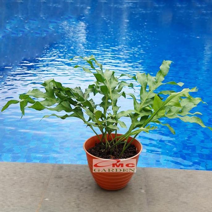 Promo Kadaka Tanduk Rusa Pakis Paku Bintang Biru Blue Star Fern Tanaman D12 Diskon
