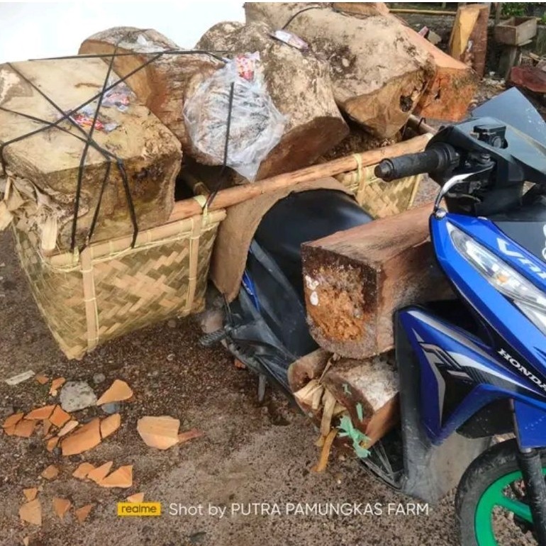 Kelulut itama ori