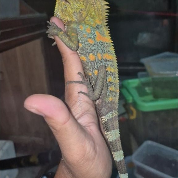 Forest dragon / Genocephalus Cameleontinus untuk mainan