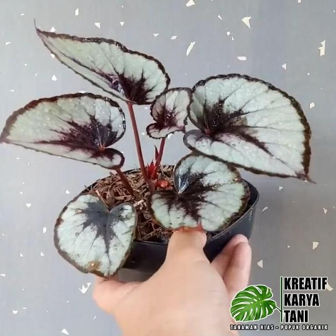 Buck- Begonia Rex Silver - Begonia Silver