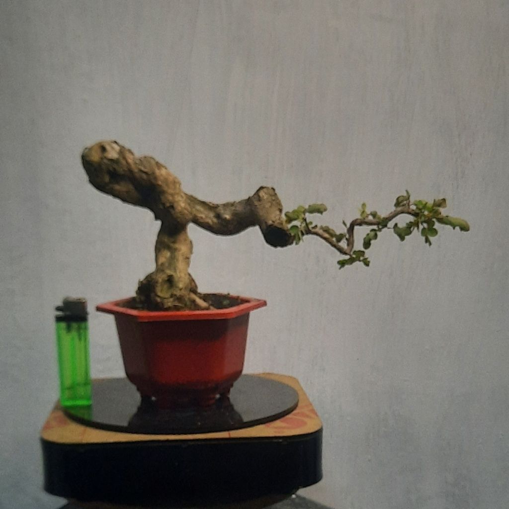 bonsai ileng ileng realpict