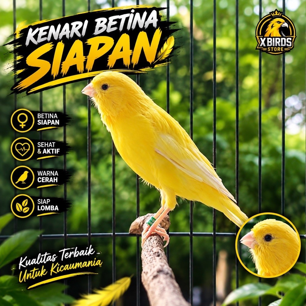 Kenari Betina Siapan Loper - AF - Seri F