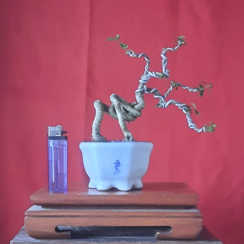 bonsai sakura mikro