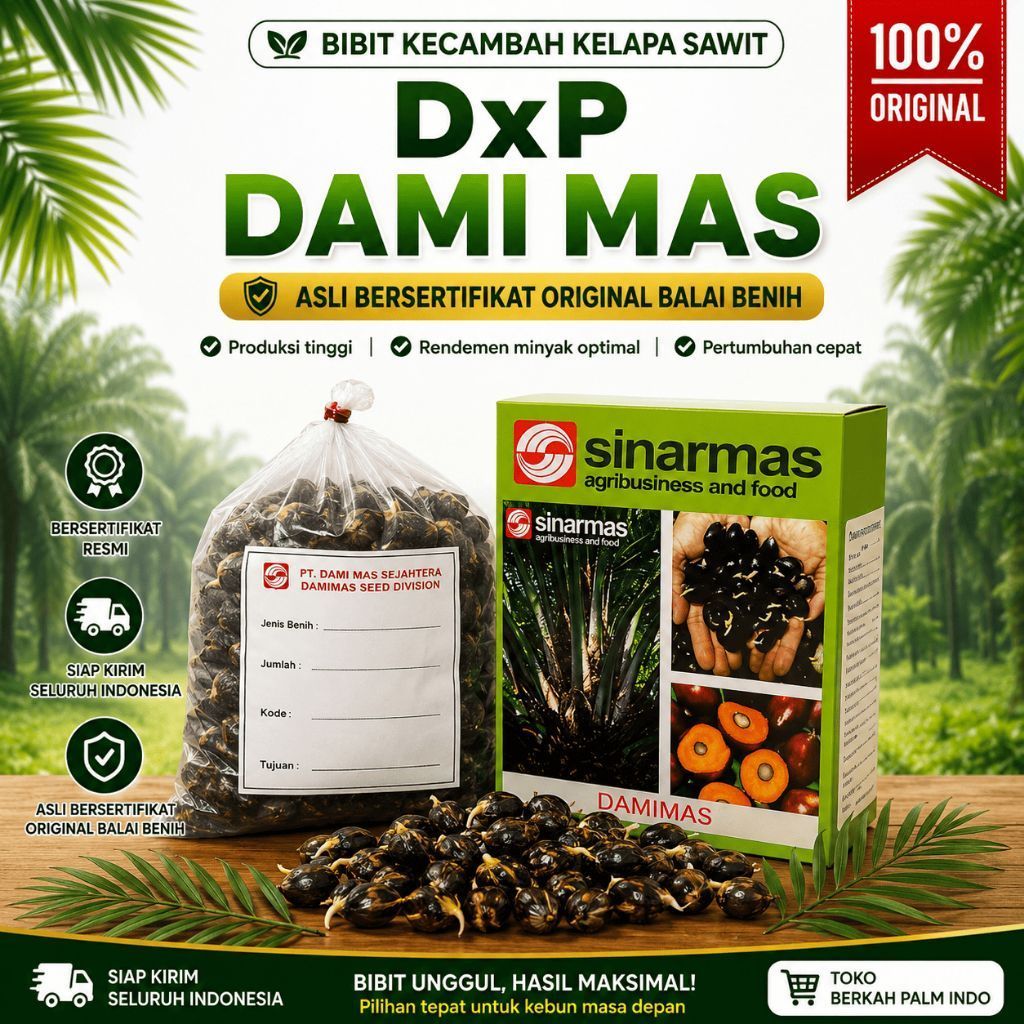 bibit kecambah kelapa sawit unggul dxp DAMI MAS isi 250 butir