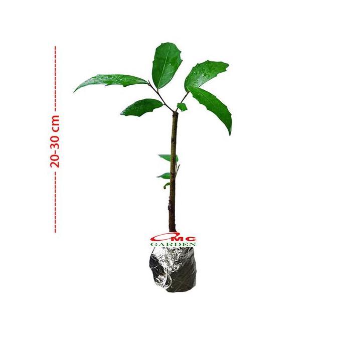 Promo Bibit Bonsai Bonsae Beringin Amplas Putih Ficus Ampelas 10-20 Diskon
