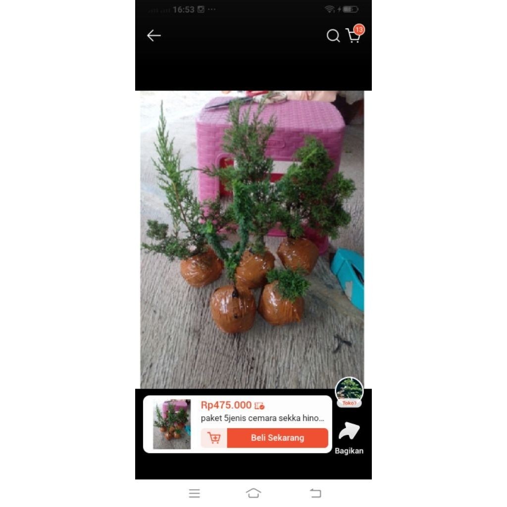 Paket 5 Jenis Cemara Sekka Hinoki Kishu Pingpong Itoigawa Sargenti Shimpaku Jarum