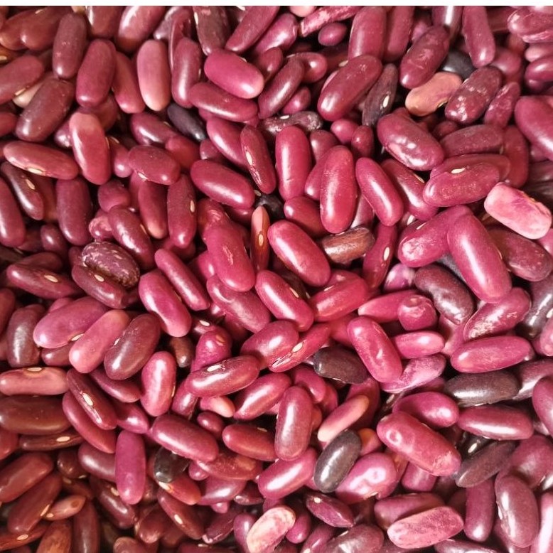 Kacang merah kering