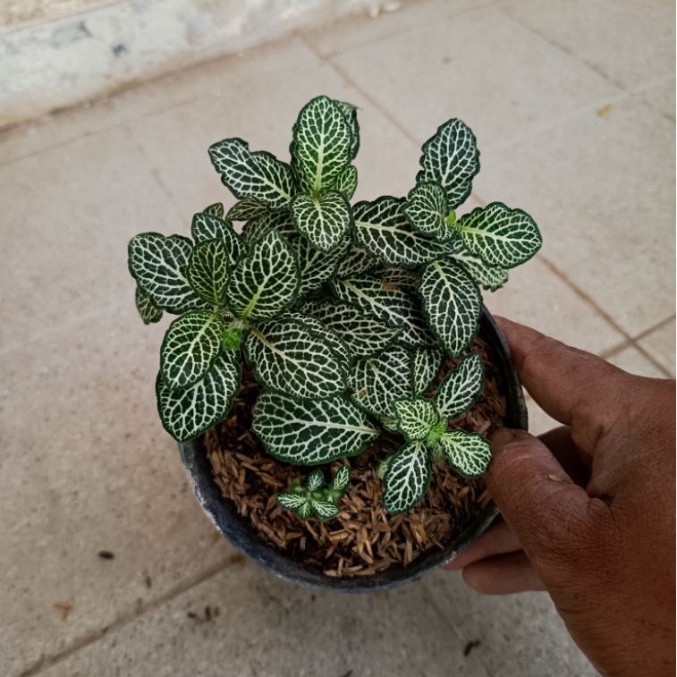 Tanaman Hias Fittonia White