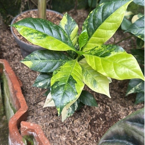 Bibit Tanaman Hias Pohon Kopi Variegata Arabica / Pohon Kopi Variegata Arabica