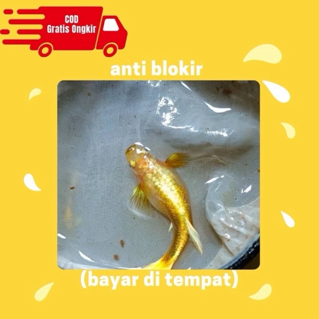 betina guppy super gold siap telur hiasan aquarium murah