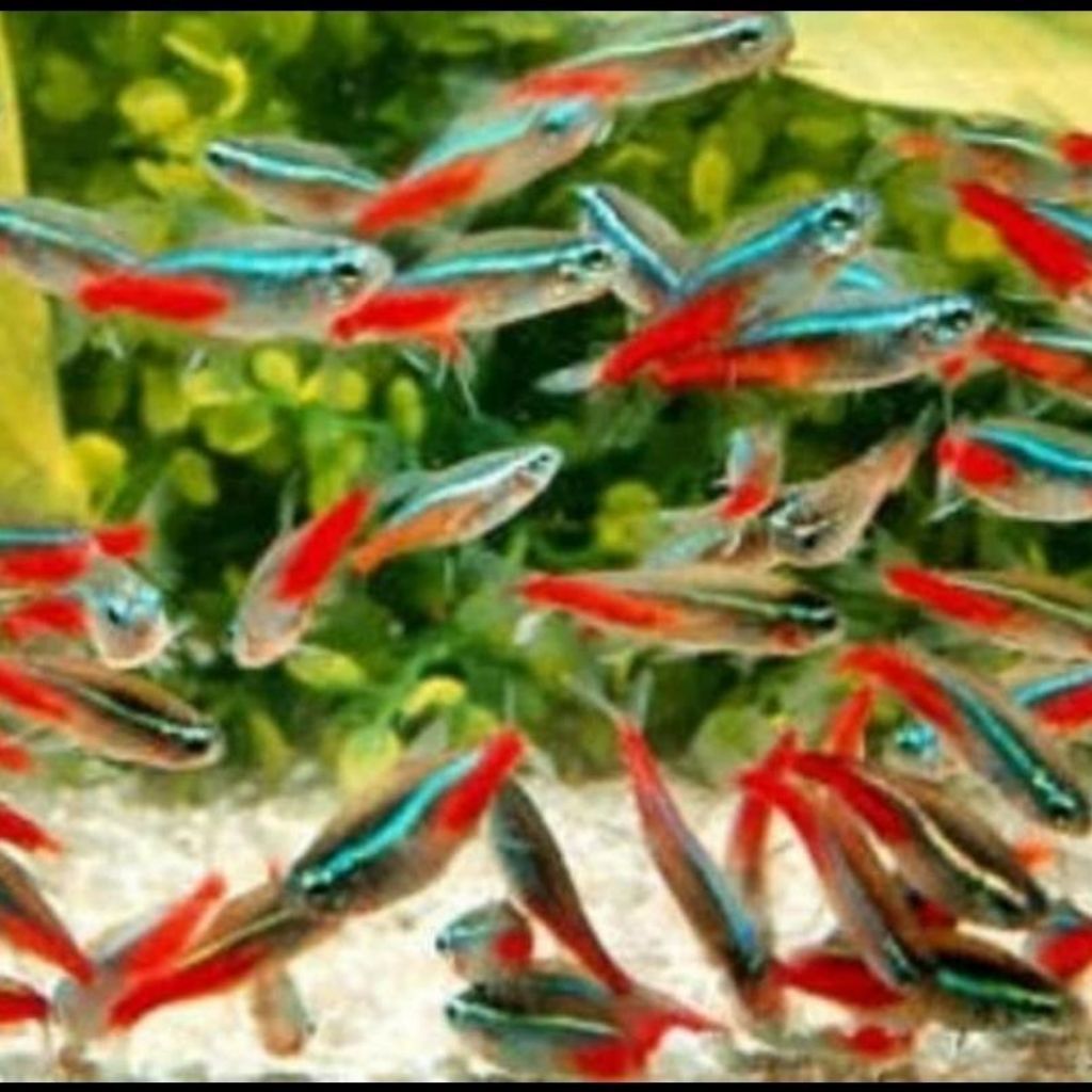 ikan neon tetra untuk aquarium dan aquascape / ikan neon tetra