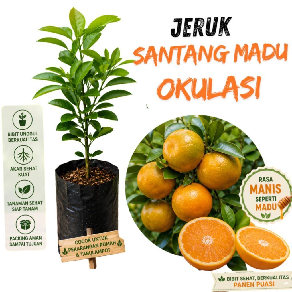 bibit buah jeruk Santang madu cepat berbuah/ bibit jeruk santang/ bibit jeruk santang super manis