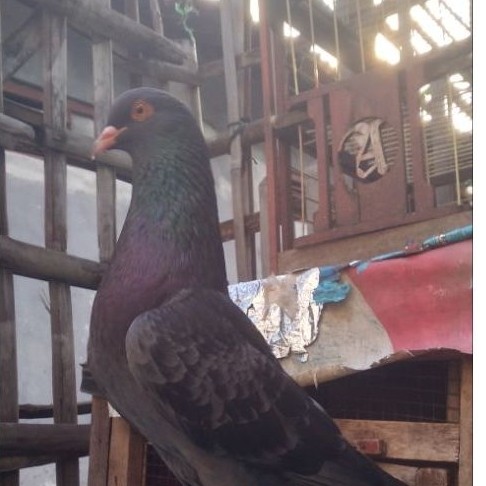 Burung merpati kolong bebasan