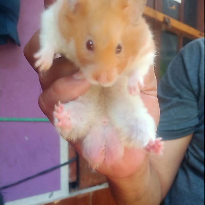 hamster indukan pejantan siap kawin