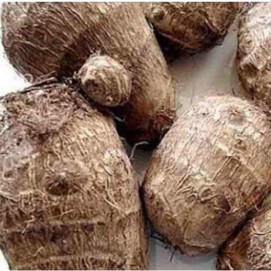 Talas Belitung Kimpul Fresh Murah Umbi Talas