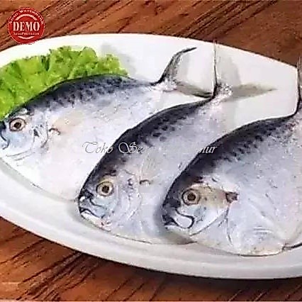 Ikan Etem / Ikan Kantong Semar / MoonFish Seafood / Ikan Segar / Ikan Laut / Ikan 1Kg