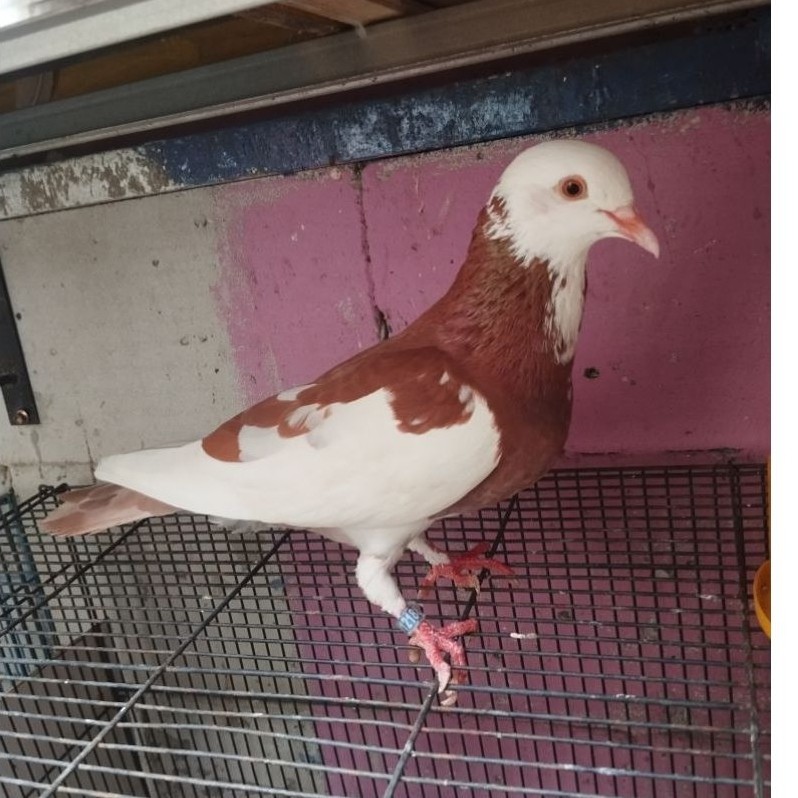Burung Merpati kolongan merpati tinggian