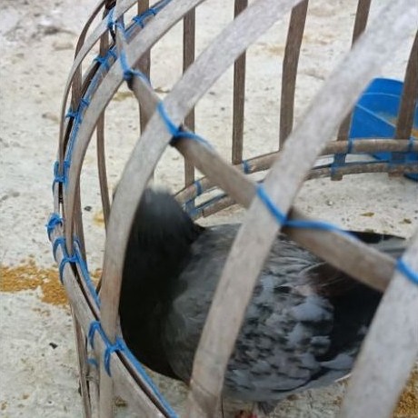 Burung dara merpati blantong megan super
