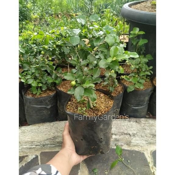 Bibit Tanaman Buah Cherry Jepang / Ceri Jepang