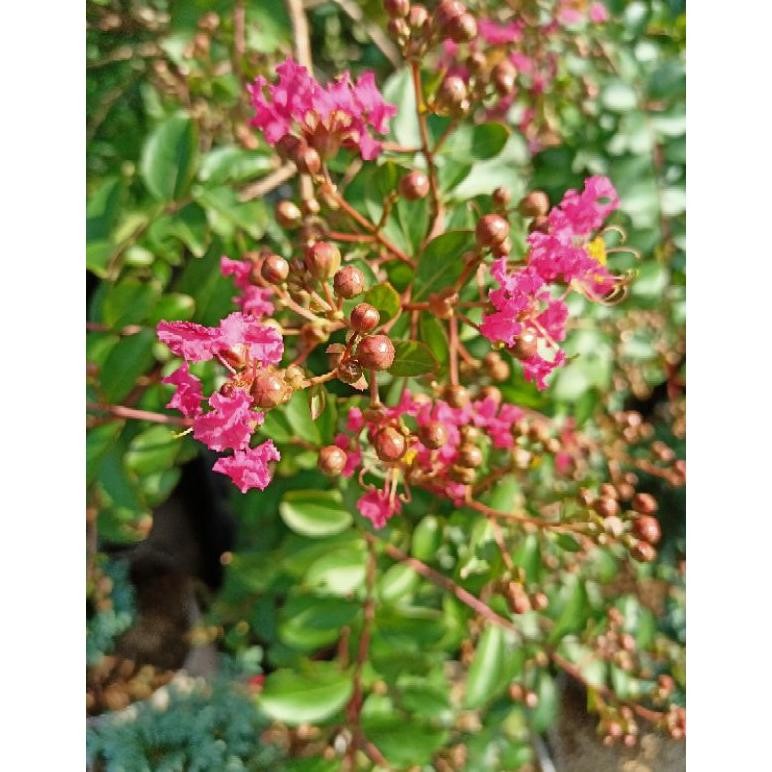 Bibit Pohon Tanaman Hias Pohon Bunga Hidup Sakura Tabebuya Pink