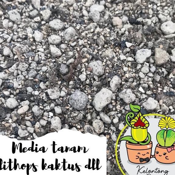 Media Tanam Lithops Kaktus Succulent Grade A Gram