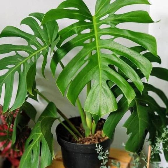Monstera Giant Rr Jumbo Pot Dan Batu Hias