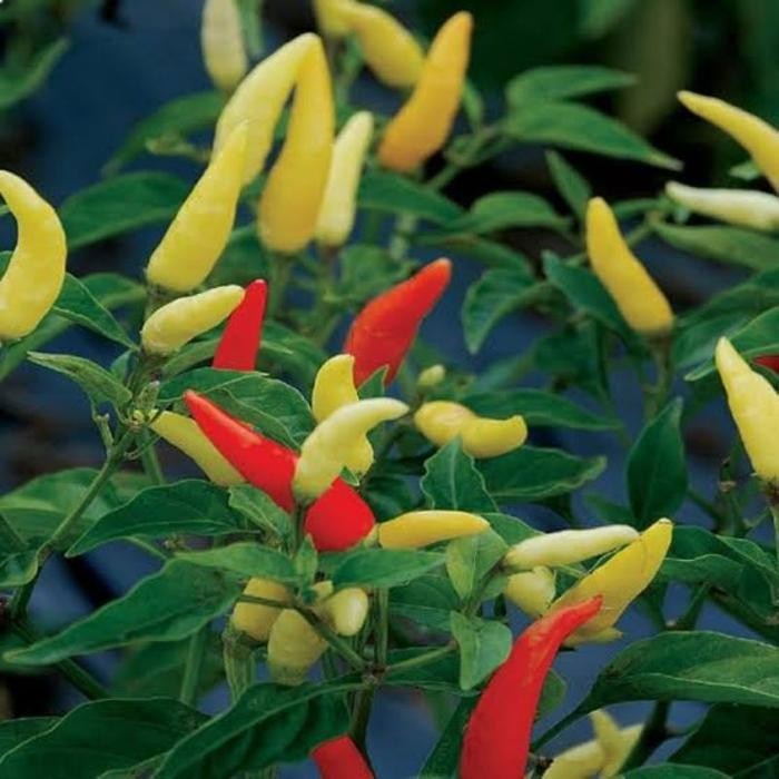 Cod - 25 Biji - Benih Cabai Rawit Unggul Japlak Putih - Berbuah Lebat Bibit